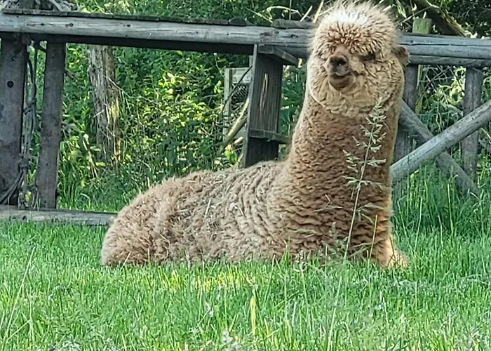 Couette-café La Couture Du Charme Sameon